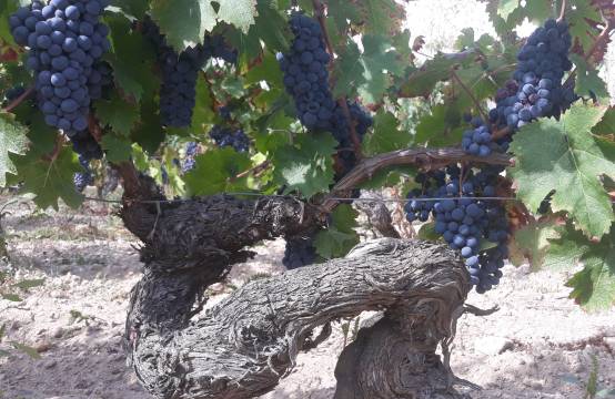 Oude stokken cabernet franc