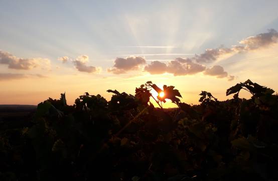 Zonsondergang in wijngaard La Croix Boissée
