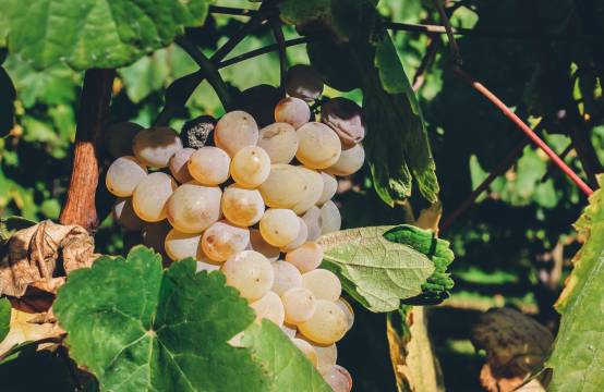 Godellodruiven in Monterrei